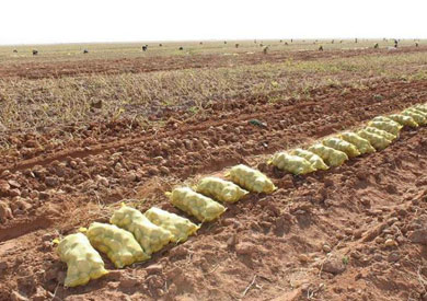 حماية المستهلك يحيل سلسلة تجارية كبرى للنيابة لعرضها بطاطس تحوي مبيدات